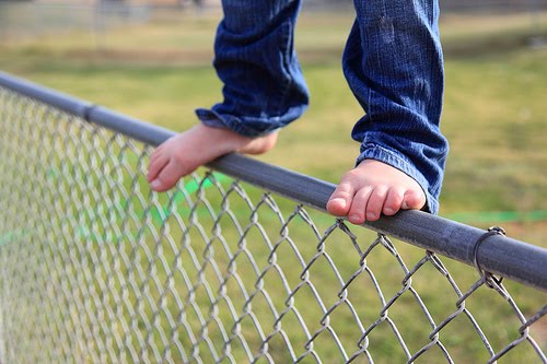 More information on Get off the fence, don't be a sheep, stick your neck out! 